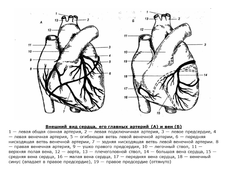 Внешний вид сердца, его главных артерий (А) и вен (Б) 1 — левая общая